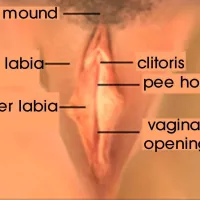 What is the vagina?