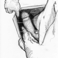 Penis 524Z Gay Pencil Drawing Cock Prints Condren Galleries