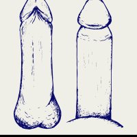 Detailed Penis Anatomy Sketch Royalty Free Vector Image