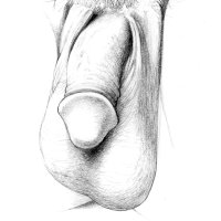 Penis Sketch from Sex for One