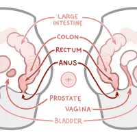 An In-Depth Guide to Anal Training Stretching Gaping