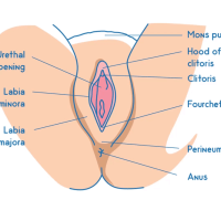 Female Anatomy Lesson For Squirting