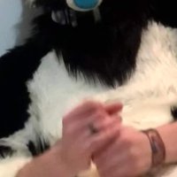 Furry shows off feet fucks a plushie