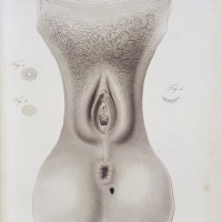 File:Vagina perineum and anus Wellcome L0033439.jpg