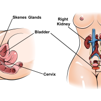 How to Give Her a Squirting Orgasm: The Complete Guide
